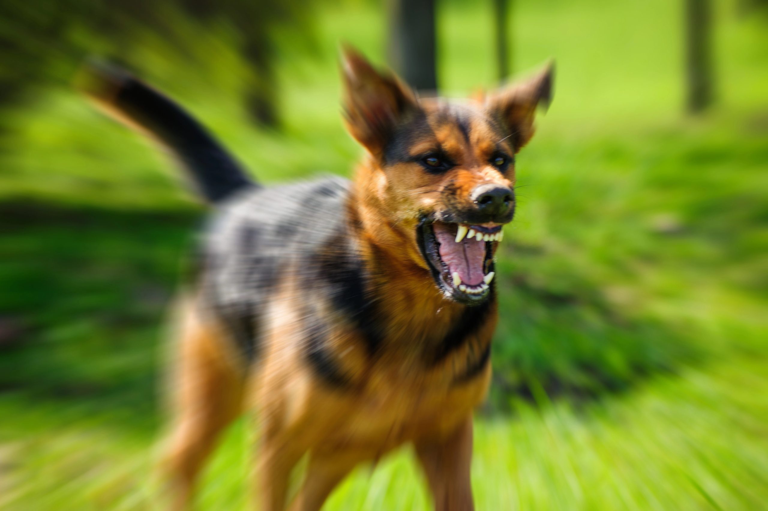 Depositphotos_190827734_XL - Warshafsky Law Firm Milwaukee, Wisconsin - Warshafsky Law Firm Milwaukee, Wisconsin German Shepherd mix dog running toward the camera with jaws open and teeth showing in a green outdoor setting Warshafsky Law Firm Milwaukee, Wisconsin Warshafsky Law Firm Milwaukee, Wisconsin